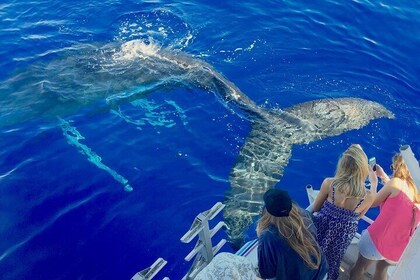 Maui Whale Watch & Snorkel de Ma'alaea Harbor Pride of Maui