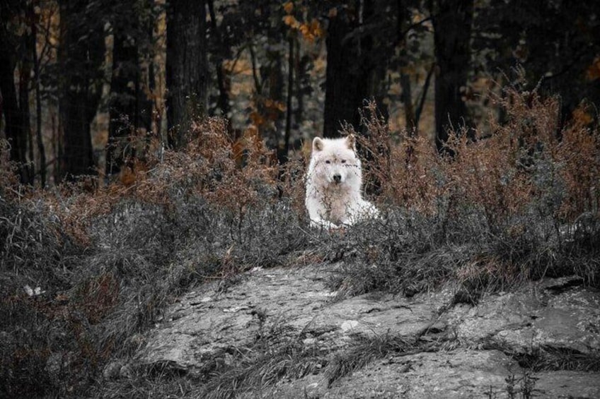 artic wolf waiting for snow
