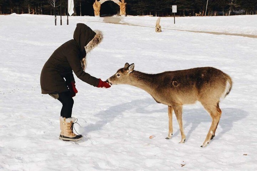 Feed them carrots, they will appreciate it.