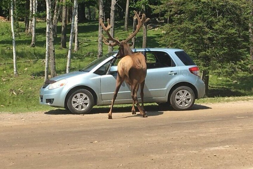 Wapiti deer taxing cars for carrots 