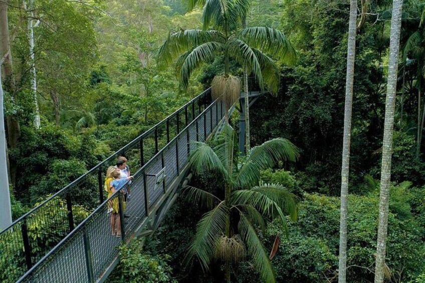 Skywalk attraction, visit the scenic rims incredible rainforest bridge and explore the forest you may even see the bird wing butterfly.