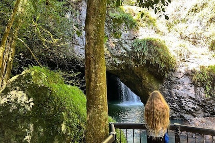 Gems of Springbrook Natural Bridge, Man Made Glow Worms & Skywalk