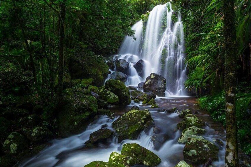Natural Bridge, Skywalk and Mt tamborine Adventure!