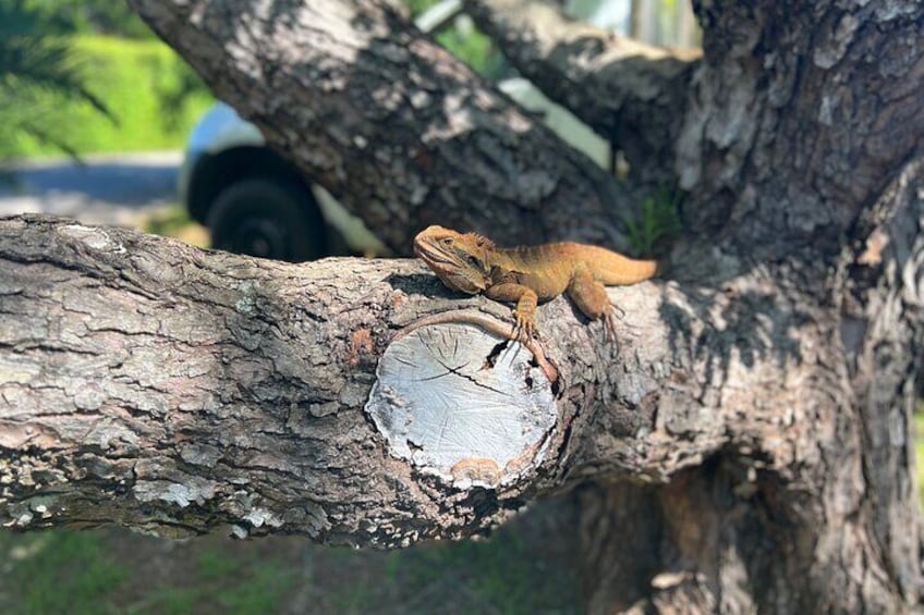 Our friend the water dragon just lazing about in the sun! 