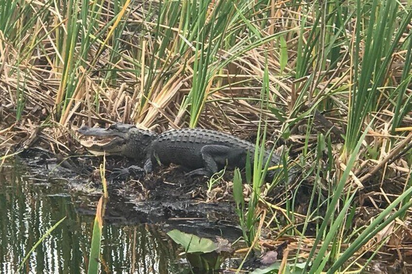 Private 2-Hour Airboat Tour of Miami Everglades