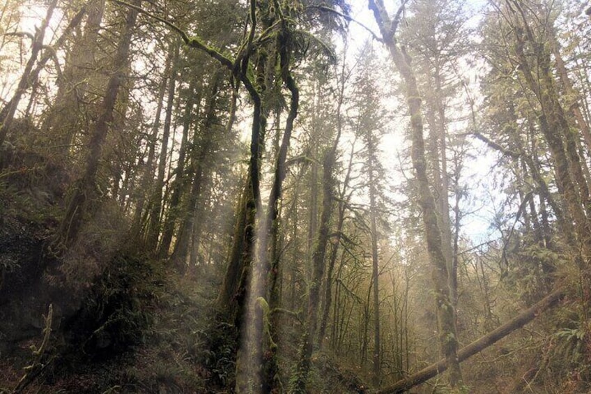 When the sun shines, it shines most beautifully through the trees of Forest Park.