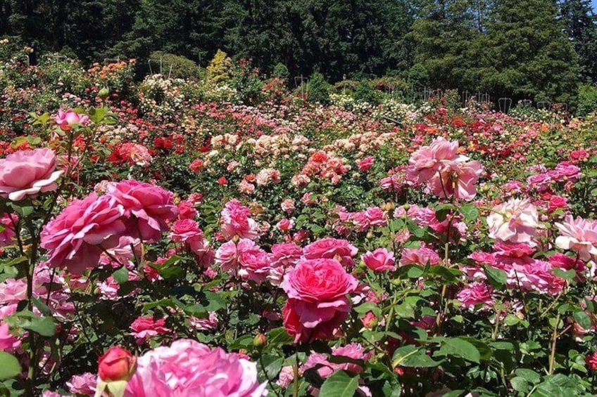 Real life true photo of the International Rose Test Garden in June!