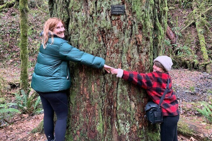 Trees so big it takes four to hug them