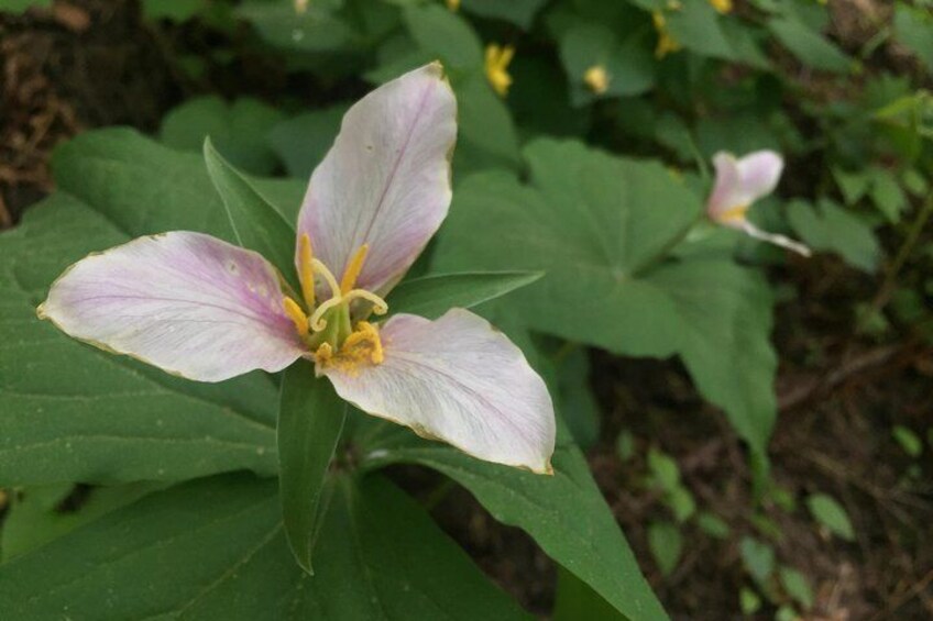 Trilliums in Forest Park are the first heralds of spring.