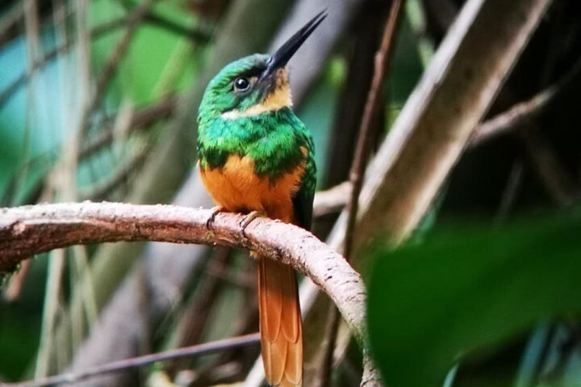 Rufous-tailed Jacamar Galbula ruficauda