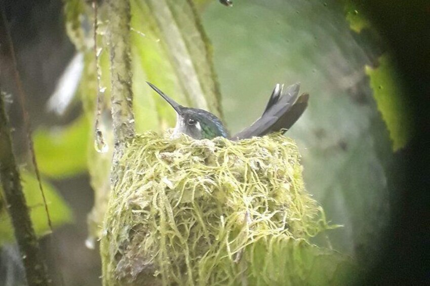 Violet-headed Hummingbird Klais guimeti