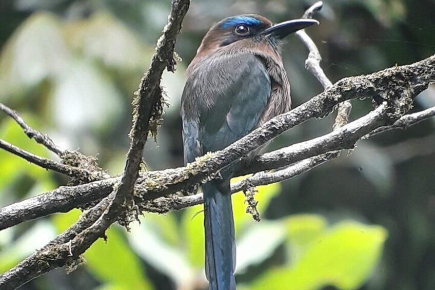 Keel-billed Motmot 
Electron carinatum