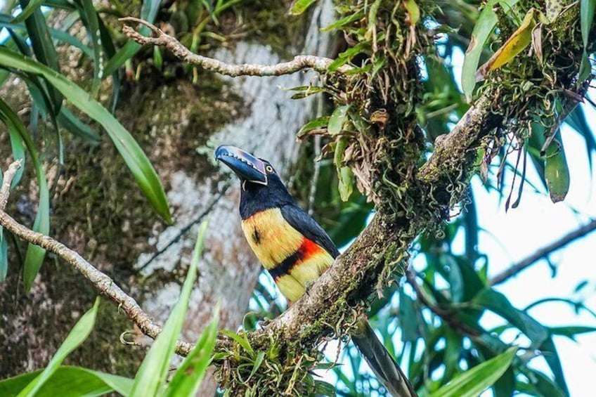 Collared Aracari Pteroglossus torquatus