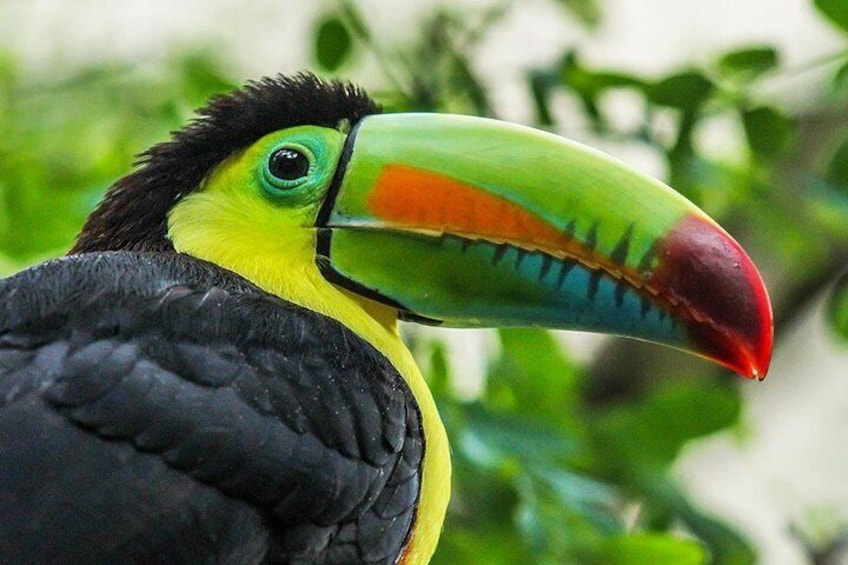 Keel-billed Toucan Ramphastos sulfuratus