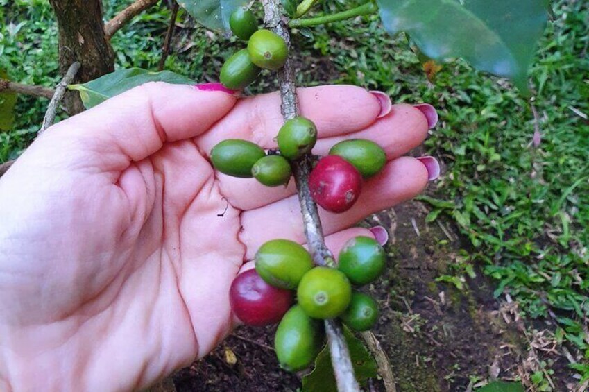 Best Coffee brewing workshop in AVOEDEN cafe