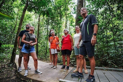 Daintree Discovery Tours - Tour della foresta pluviale di Daintree per l'in...