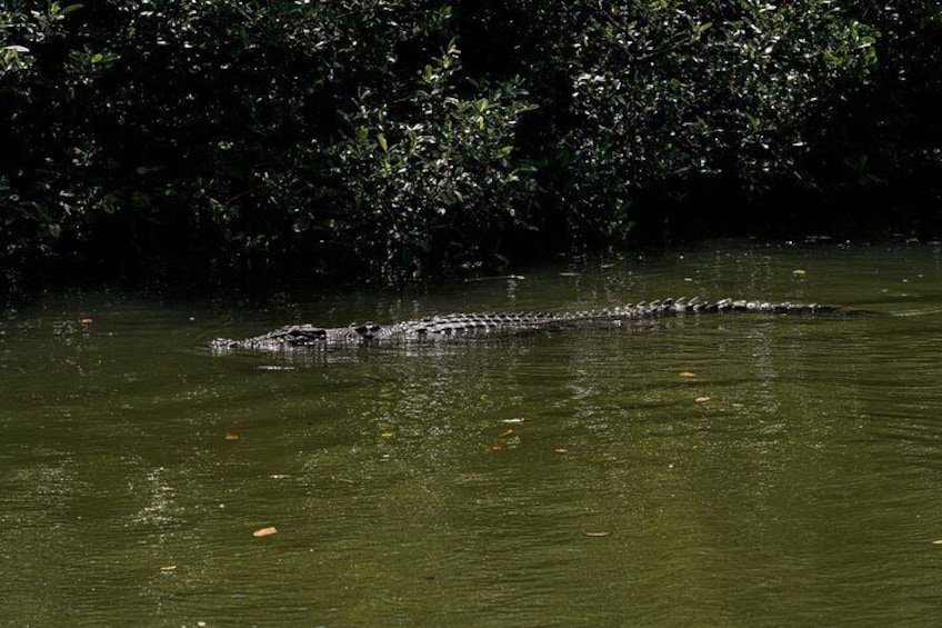 Crocodile in the wild