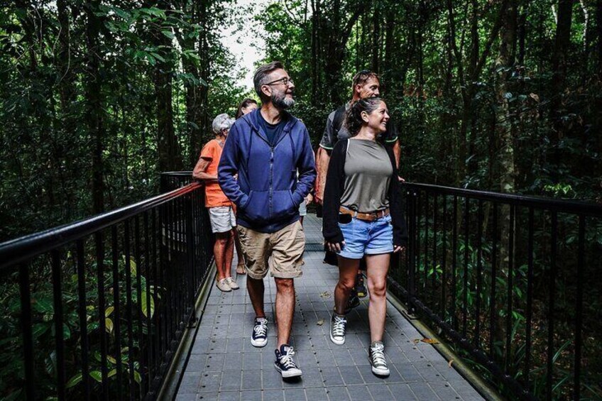 Guided Rainforest walk at Mossman Gorge