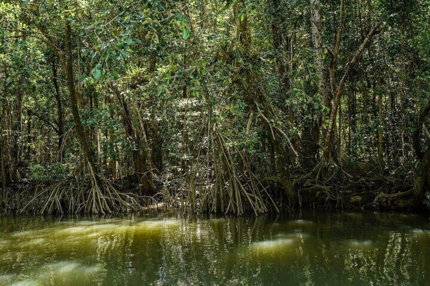 Daintree River Mangroves