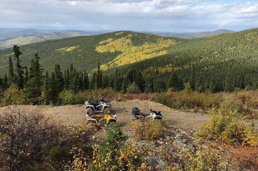 Leaves start turning in August.