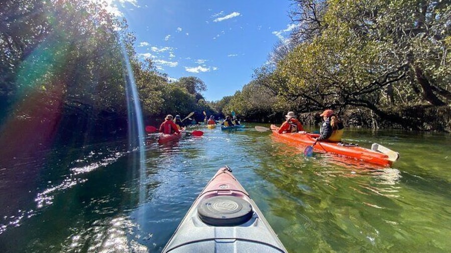 Adelaide Dolphin Sanctuary and Ships Graveyard Kayak Tour