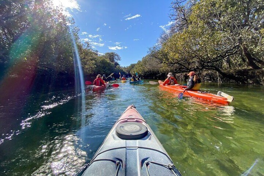 Adelaide Dolphin Sanctuary and Ships Graveyard Kayak Tour