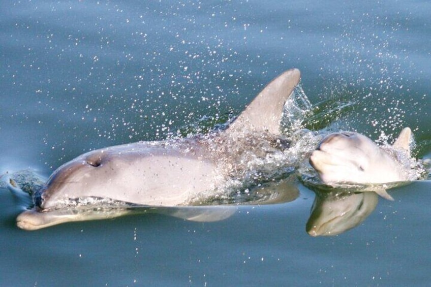 Adelaide Dolphin Sanctuary and Ships Graveyard Kayak Tour