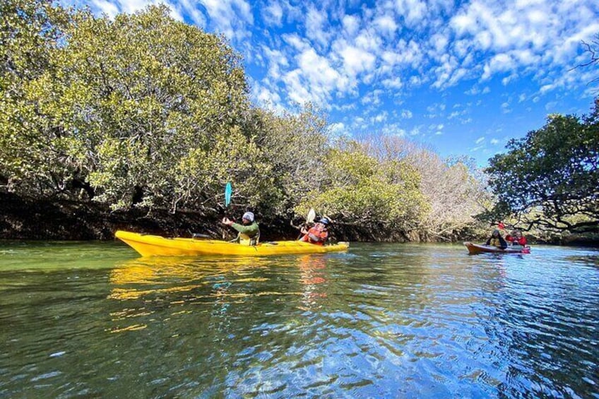 Adelaide Dolphin Sanctuary and Ships Graveyard Kayak Tour