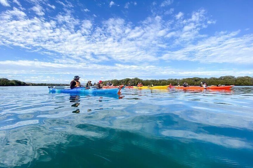 Adelaide Dolphin Sanctuary and Ships Graveyard Kayak Tour