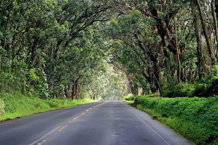 Kauai's South and East - Sightseeing Tour - 6 hrs.