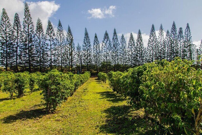 Kauai Canyon Explorer - Private Tour featuring Waimea & Kokee 