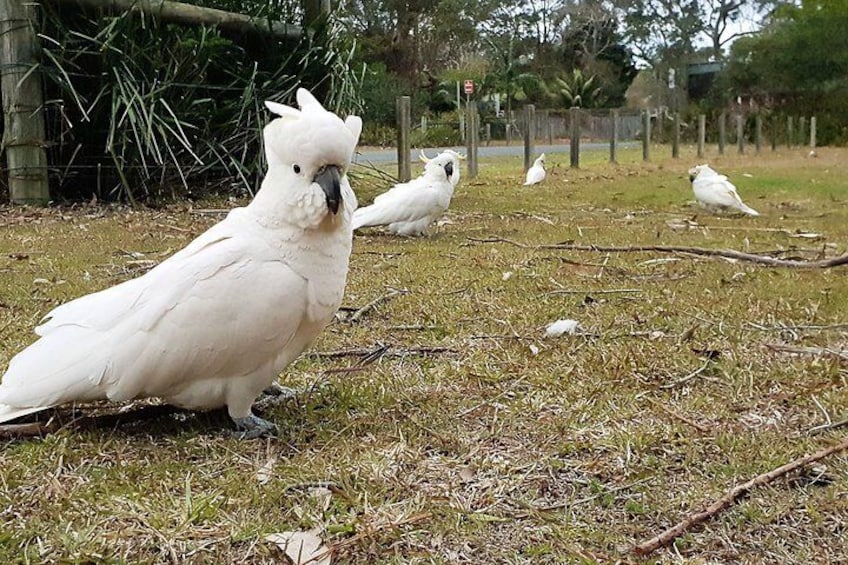 Cockatoos and native birds