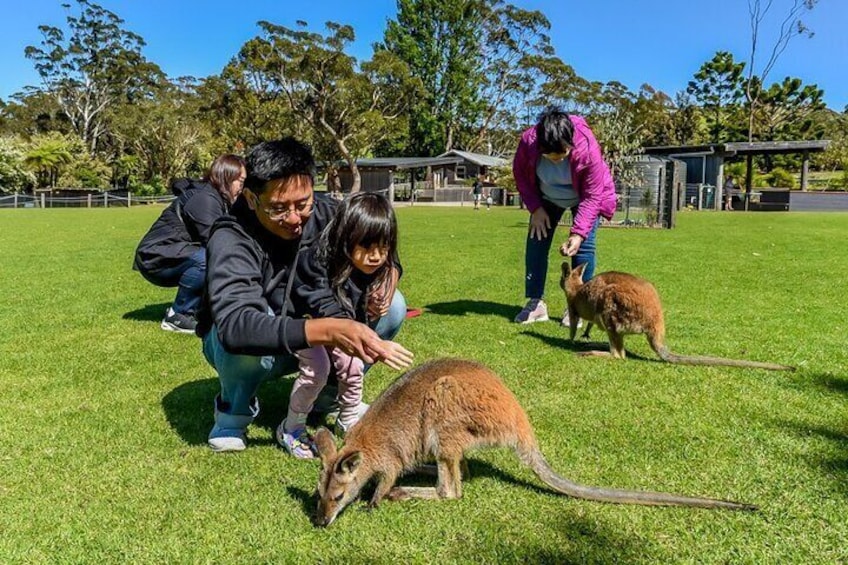 Feed the kangaroos