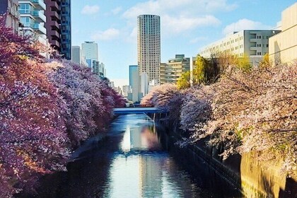 Licenseret guide Tokyo Meguro Cherry Blossom Walking Tour