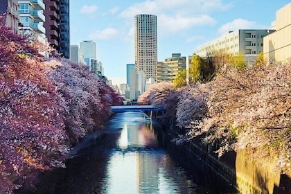 持照指南東京目黑櫻花徒步之旅