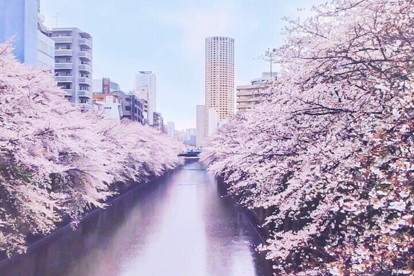 Licensed Guide Tokyo Meguro Cherry Blossom Walking Tour