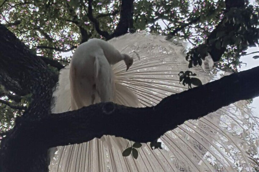 You never know what you will see. Ask us where to find the white peacock!