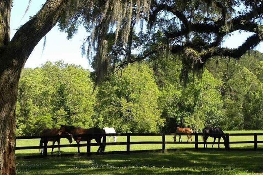 Boone Hall Plantation All-Access Admission Ticket