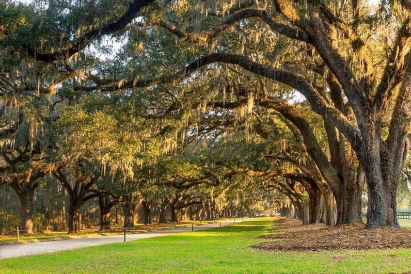 Boone Hall Plantation All-Access Admission Ticket