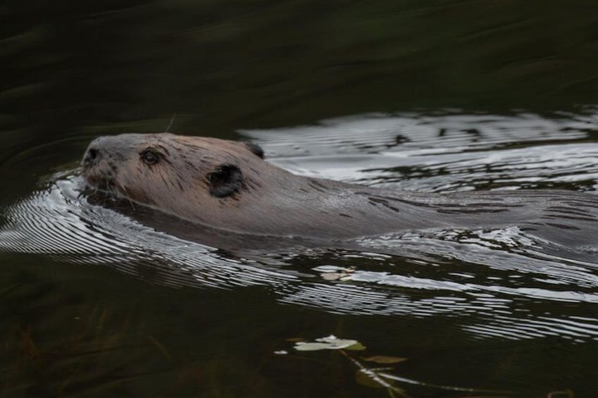 3 Hour VIP Electric Canoe Photography Tour (private, price is for 2 people)