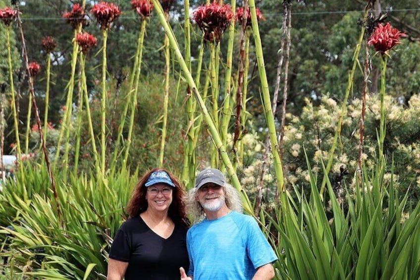 gymea lily provide a startling backdrop