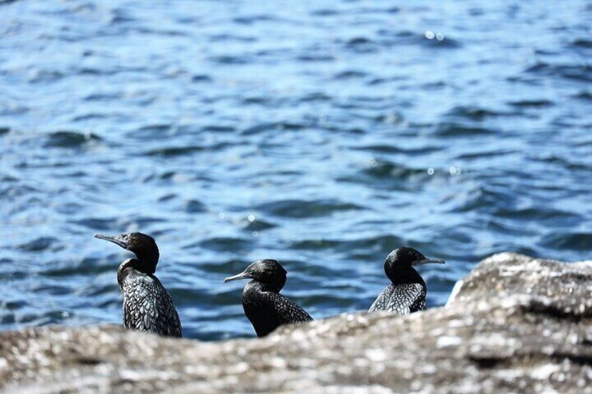 Little Black Cormorants