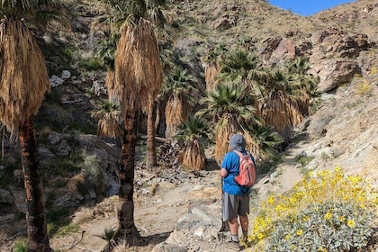 Palm Springs Hike to an Oasis and Amazing Desert Views