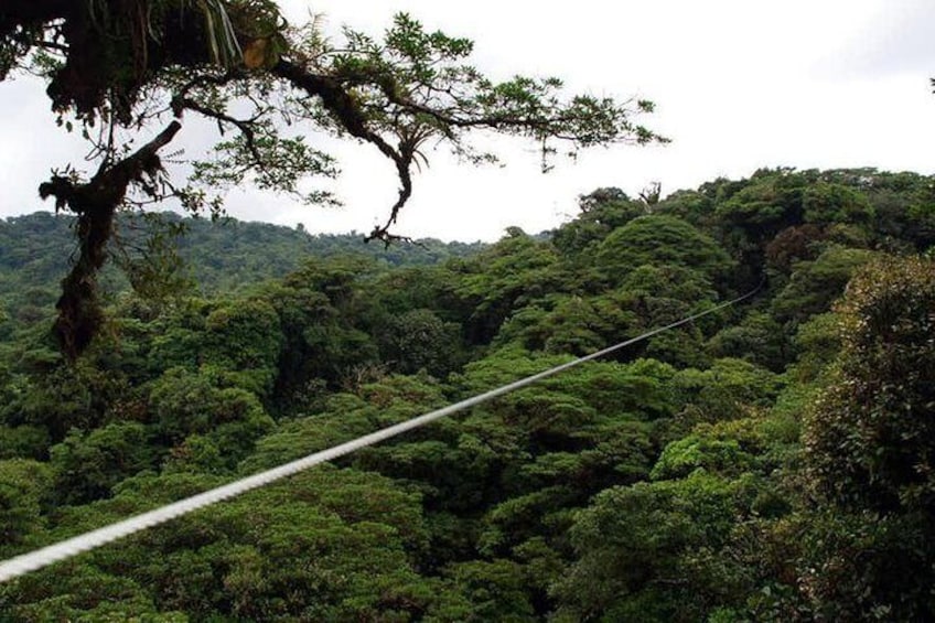 Monteverde Cloud Forest Canopy Tour