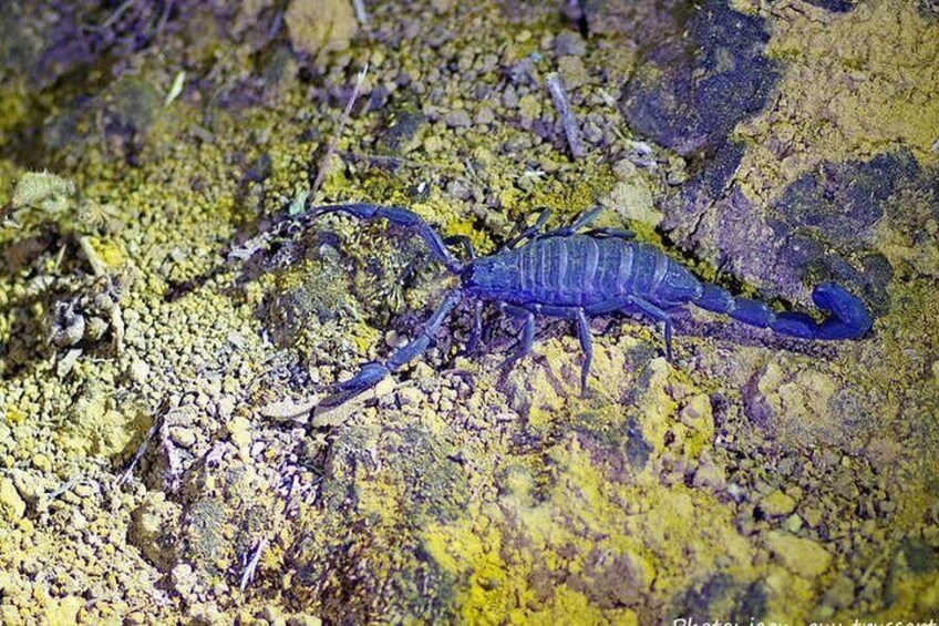Monteverde Cloud Forest Night Walk