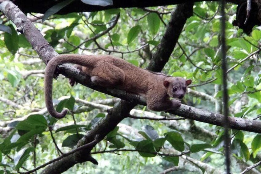 Monteverde Cloud Forest Night Walk