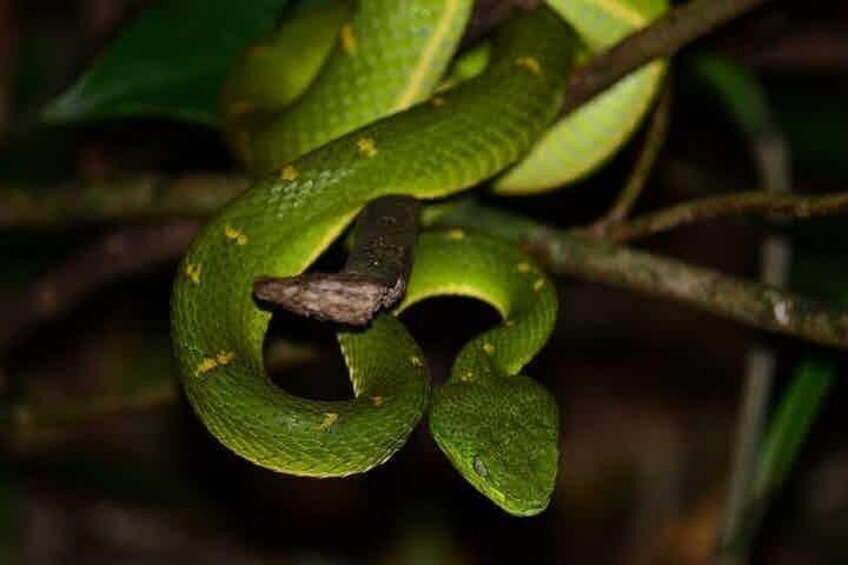Monteverde Cloud Forest Night Walk