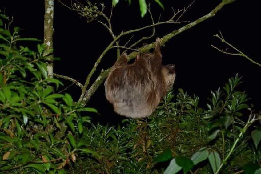 Monteverde Cloud Forest Night Walk