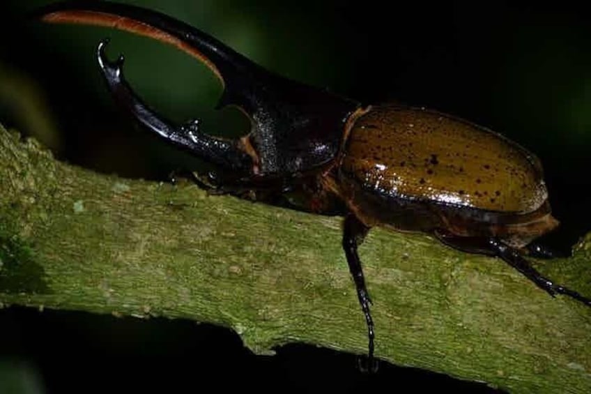 Monteverde Cloud Forest Night Walk