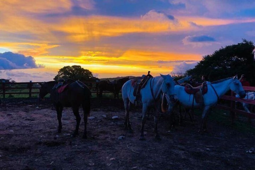 Monteverde Cloud Forest Horseback Riding